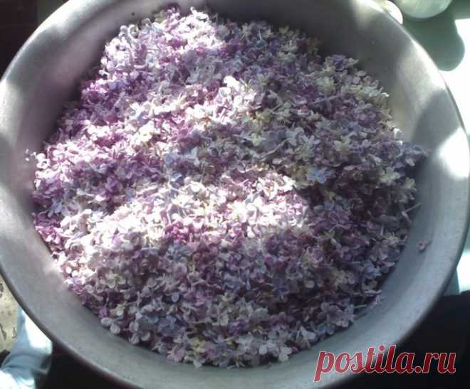 Варенье из сирени