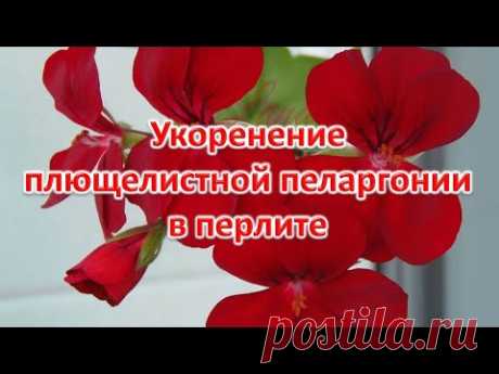 Укоренение плющелистной пеларгонии в перлите. Выпуск 28.02.21