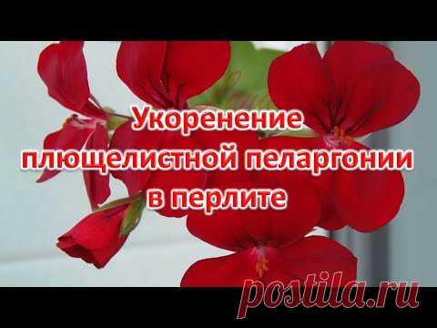 Укоренение плющелистной пеларгонии в перлите. Выпуск 28.02.21