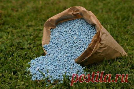 Как и чем подкармливать комнатные растения - Сад на подоконнике