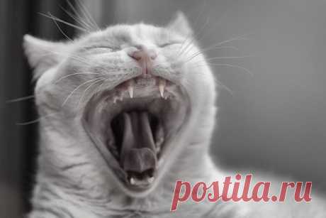 Зубной камень у кошки — Кот Обормот