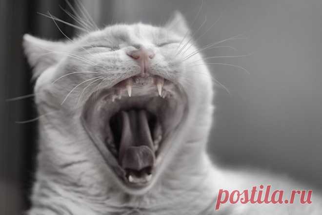 Зубной камень у кошки — Кот Обормот