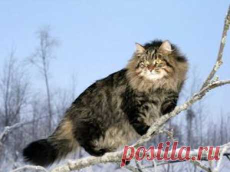 Сибирская кошка