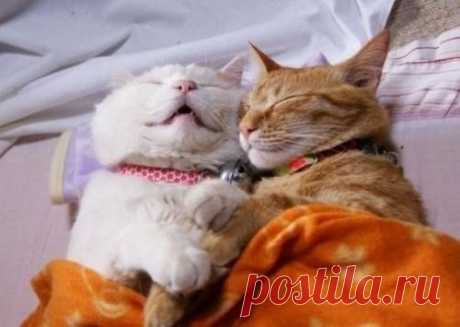 Спящие коты в смешных позах