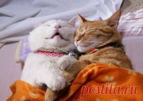 Спящие коты в смешных позах