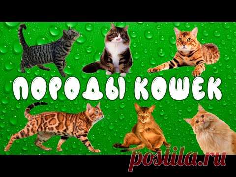 Породы кошек | развивающее видео для детей | карточки Домана - YouTube
