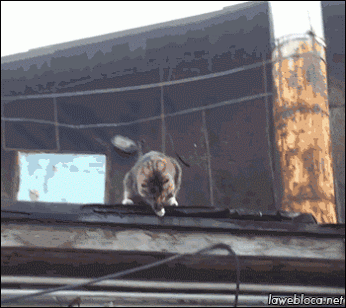 Google+ – #animals

 http://gifak-net.tumblr.com/archive