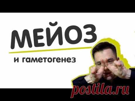 Мейоз, гаметогенез | ЕГЭ Биология - YouTube