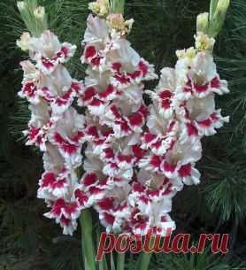 С чем и как сажать гладиолусы