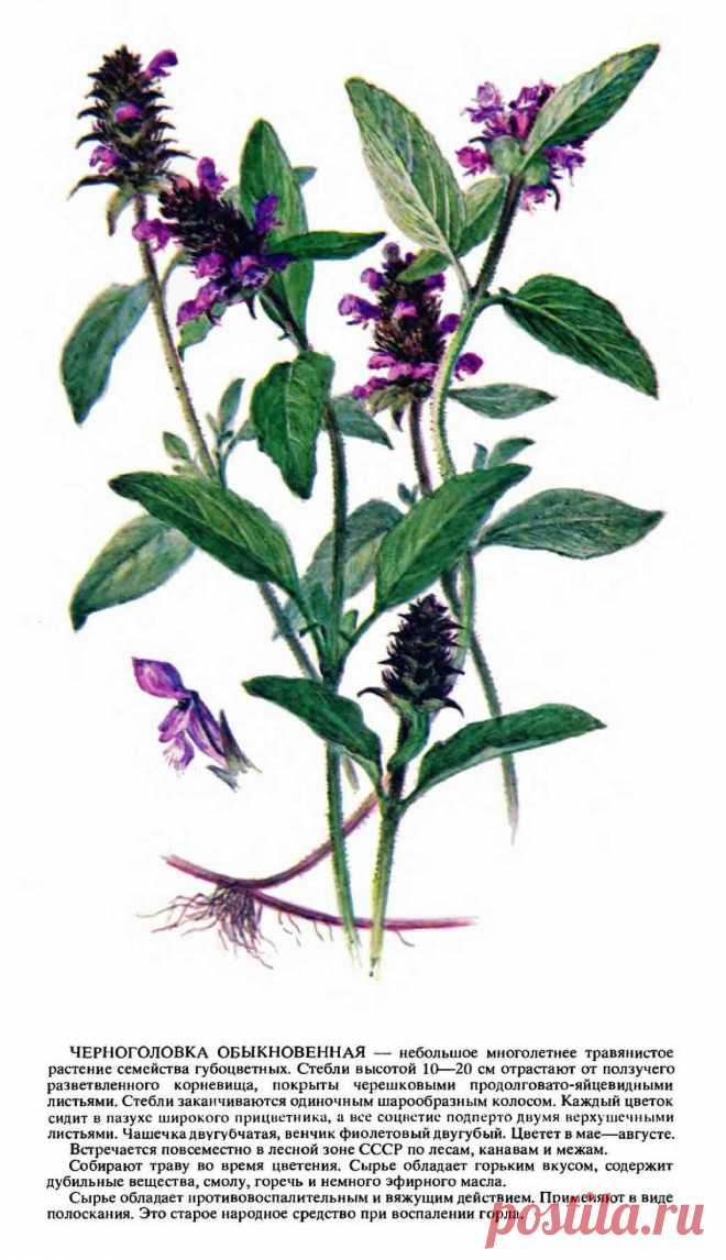 Черноголовка обыкновенная