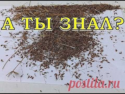 ЛЕЧЕНИЕ ПОДЖЕЛУДОЧНОЙ ЖЕЛЕЗЫ НАРОДНЫМИ МЕТОДАМИ
