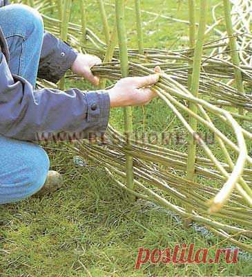Стена из ивняка