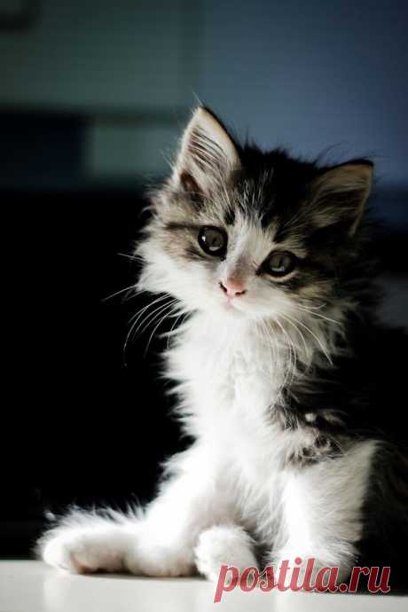 photogenic felines