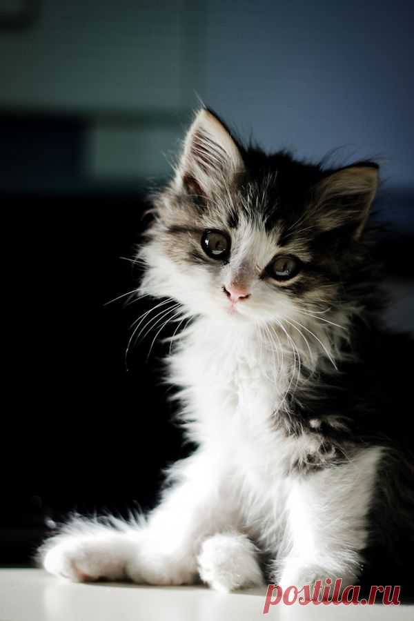 photogenic felines