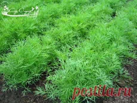 КАК ВЫРАСТИТЬ УКРОП КУСТОМ, А КАК ЗОНТИКОМ! Укроп бывает разный. Некоторые…