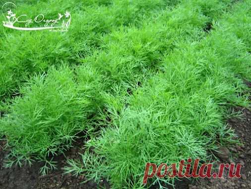 КАК ВЫРАСТИТЬ УКРОП КУСТОМ, А КАК ЗОНТИКОМ! Укроп бывает разный. Некоторые…
