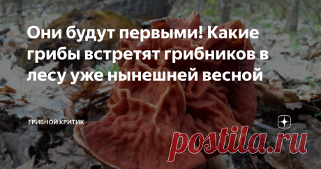 Они будут первыми! Какие грибы встретят грибников в лесу уже нынешней весной Всего несколько часов отделяет нас от того момента, когда любой сможет произнести, имея на это полное право и веские основания: "Зима - прошла, весна - настала!" И никто не станет с ним спорить... Да и какой в этом смысл? 1 марта. И этим всё сказано!
Знаю, что природа не обращает внимание на календари, созданные людьми. Знаю, что грачи сразу не прилетят и не начнут важно расхаживать по городским