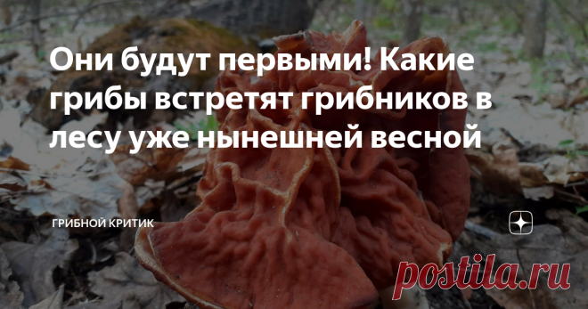 Они будут первыми! Какие грибы встретят грибников в лесу уже нынешней весной Всего несколько часов отделяет нас от того момента, когда любой сможет произнести, имея на это полное право и веские основания: 