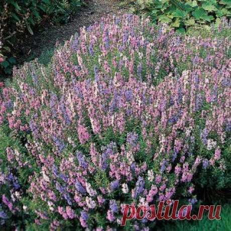 Иссоп лекарственный