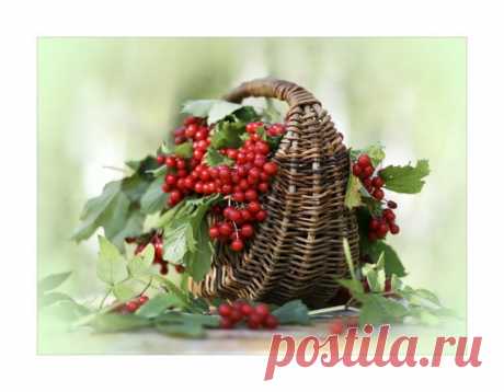 калина, корзинка, натюрморт, ягоды, лето
