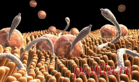 Узнай, как есть семена тыквы, чтобы убить кишечных паразитов, солитеров и других червей за 3 дня! Смотри ВИДЕО! - Что хочет женщина