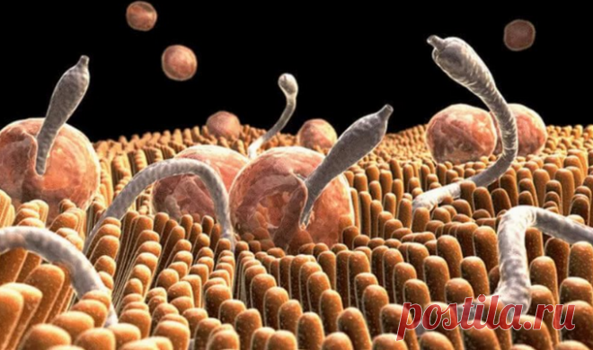 Узнай, как есть семена тыквы, чтобы убить кишечных паразитов, солитеров и других червей за 3 дня! Смотри ВИДЕО! - Что хочет женщина