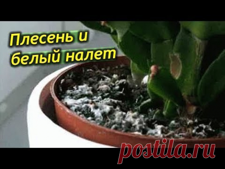 Плесень и белый налет в горшках комнатных растений. Что делать? Как избавится от налета?