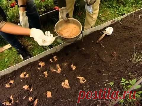 Сад, огород, дача