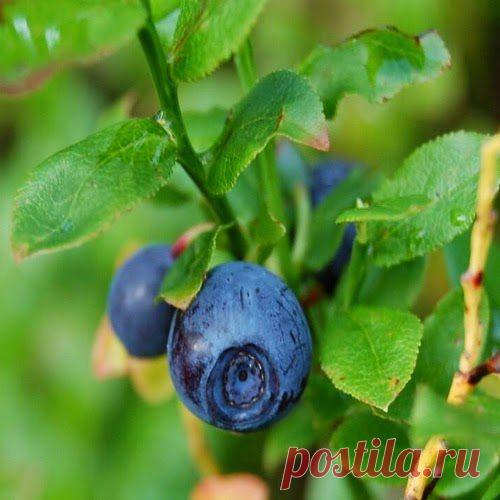 Доброе лечение злого диабета | Друг пенсионера
Моя свекровь лет 20 назад болела сахарным диа­бетом, но в последнее время (может, даже лет 12) она совсем забыла о нем. И в этом ей помогли жизнерадо­стность, любовь к людям и помощь им, травы и диета.