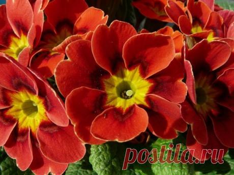 Осенняя посадка многолетних растений — 6 соток