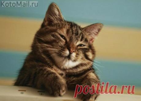 Домашний любимчик