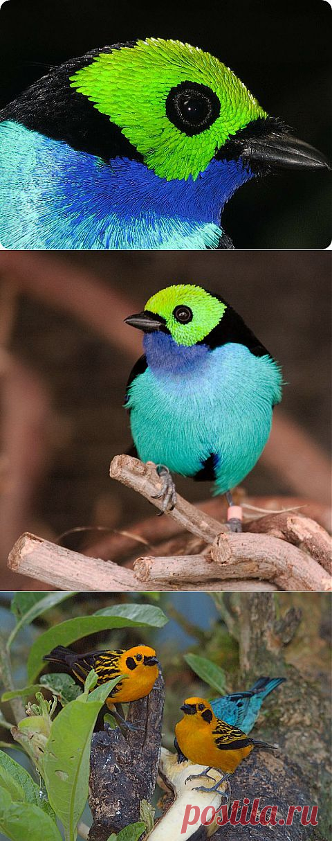 (+1) тема - Райская танагра | НАУКА И ЖИЗНЬ