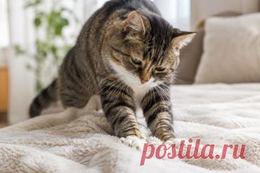 🐱 Знакомое «месиво» лапками — не просто забавная привычка!

Когда кошка перебирает лапами плед, подушку или ваши колени, она может расслабляться, вспоминать поведенческие привычки котёнка, готовить место для сна или оставлять свой запах на любимой поверхности. 🐾

А если раньше питомец так себя не вёл и внезапно начал делать это гораздо чаще, особенно вместе с другими изменениями поведения, стоит внимательнее присмотреться к его состоянию.

#кошки #кот #поведениеКошек Изображение от ChatGPT