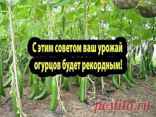 (8) Одноклассники