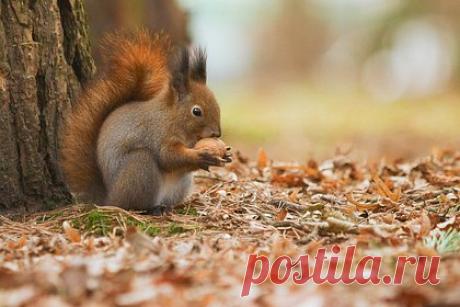 Стало известно о массовом переселении столичных белок в Арктику. В парке населенного пункта Тарко-Сале в Ямало-Ненецком автономном округе поселились белки из Москвы, проделавшим ради этого расстояние в 3,5 тысячи километров. Об этом сообщает издание «Ямал1». Грызуны успели адаптироваться к местным условиям и освоиться на новой территории.