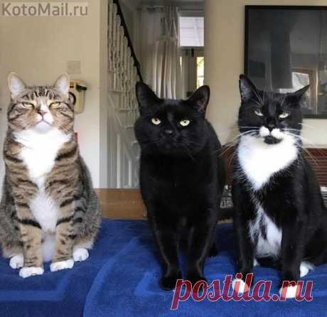 Котофеи