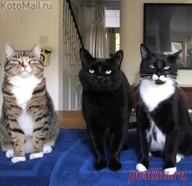 Котофеи