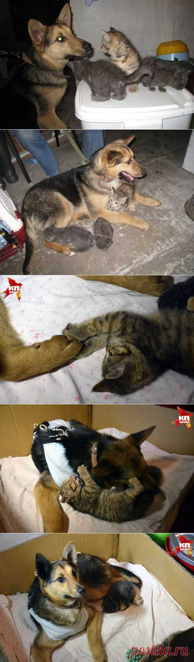 История спасения брошенных котят бродячей собакой / Питомцы