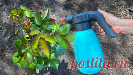 Один раз обработали "Тля осыпалась". 3 Год вредитель не беспокоит. Народный метод борьбы с тлей. | Маленькая Дача | Яндекс Дзен