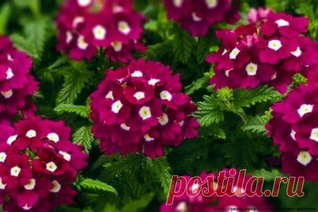 Все секреты выращивания вербены из семян. | Записки садовода | Яндекс Дзен