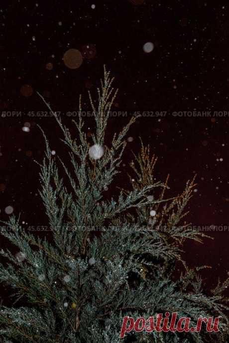 Close-Up of Icy Evergreen Plant at Night Стоковое фото, фотограф Ilaronsia / Фотобанк Лори