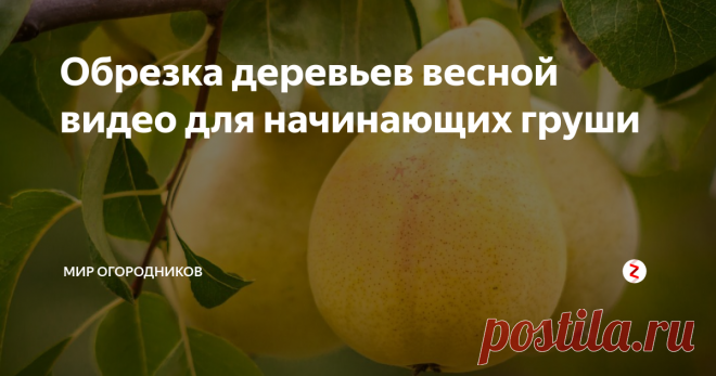 Обрезка деревьев весной видео для начинающих груши Наверняка на вашем дачном участке вы выращиваете не только огородные культуры — плодовые деревья тоже прекрасно растут и плодоносят каждый год. Почетное место в перечне фруктовых деревьев занимает груша. Эта красавица ценится не только за нежную мякоть, отличный вкус и особый аромат, но и еще обладает диетическими свойствами. Груша поможет избавиться от проблем с пищеварением и нормализует работу