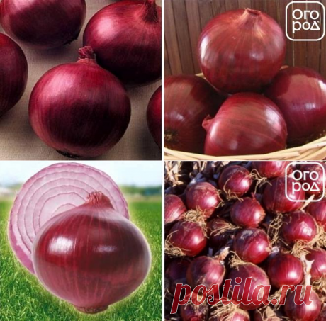 Красный лук: выбираем подходящий сорт для огорода