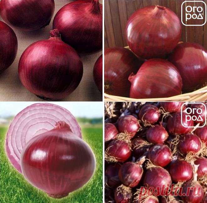 Красный лук: выбираем подходящий сорт для огорода