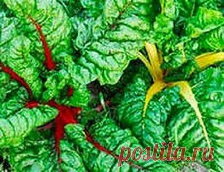 Мангольд – чудо-растение | Друг пенсионера
Еще в древности персы, вавилоняне, ассирийцы, греки считали мангольд полезным для лечения растением.