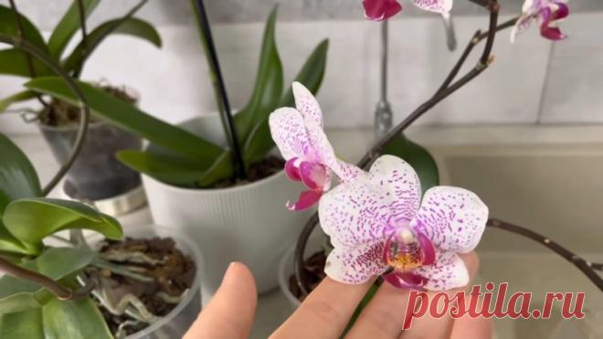 Поливала орхидею луковой водой и она нарастила корни и цветоносы. Цветет как никогда!