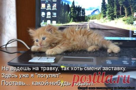 Лучшие котоматрицы прошедшей недели / Питомцы
