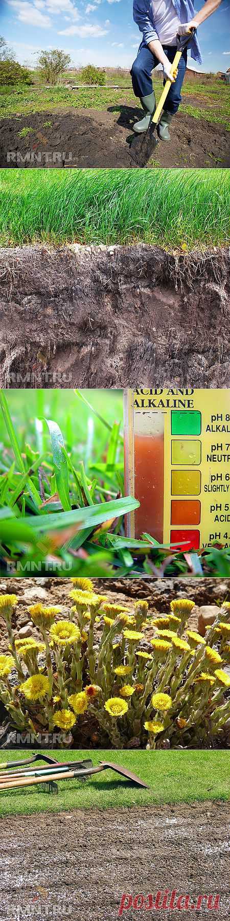 Как улучшить структуру почвы и повысить ее плодородие RMNT.RU