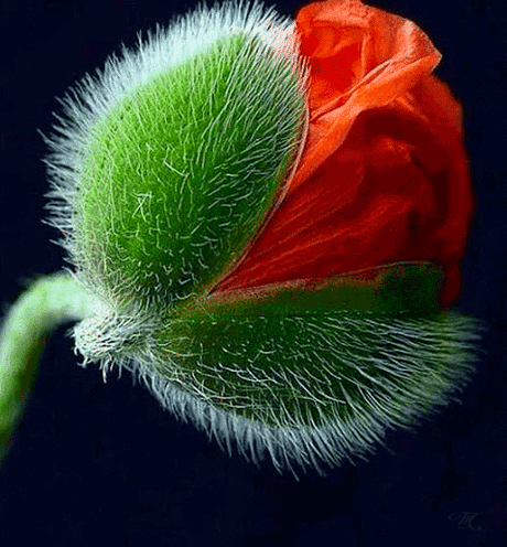 Pinterest