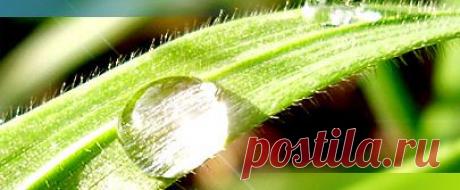 Ассоциация интегральной медицины - С.А. Никитин. Гомеопатический психоанализ